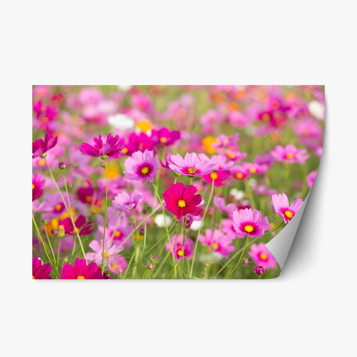 Sticker repositionnable champ de cosmos roses en fleurs – Wallnifity® Sticker repositionnable champ de cosmos roses en fleurs – Wallnifity®