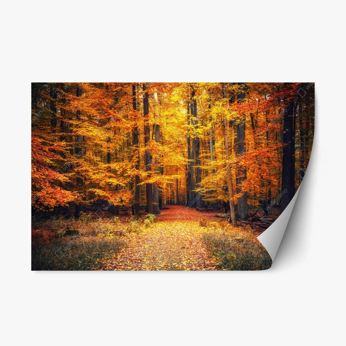 Sticker repositionnable forêt d'automne en lumière dorée – Wallnifity® Sticker repositionnable forêt d'automne en lumière dorée – Wallnifity®