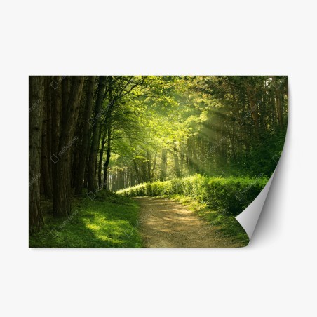 Sticker repositionnable sentier en forêt baigné de lumière – Wallnifity®