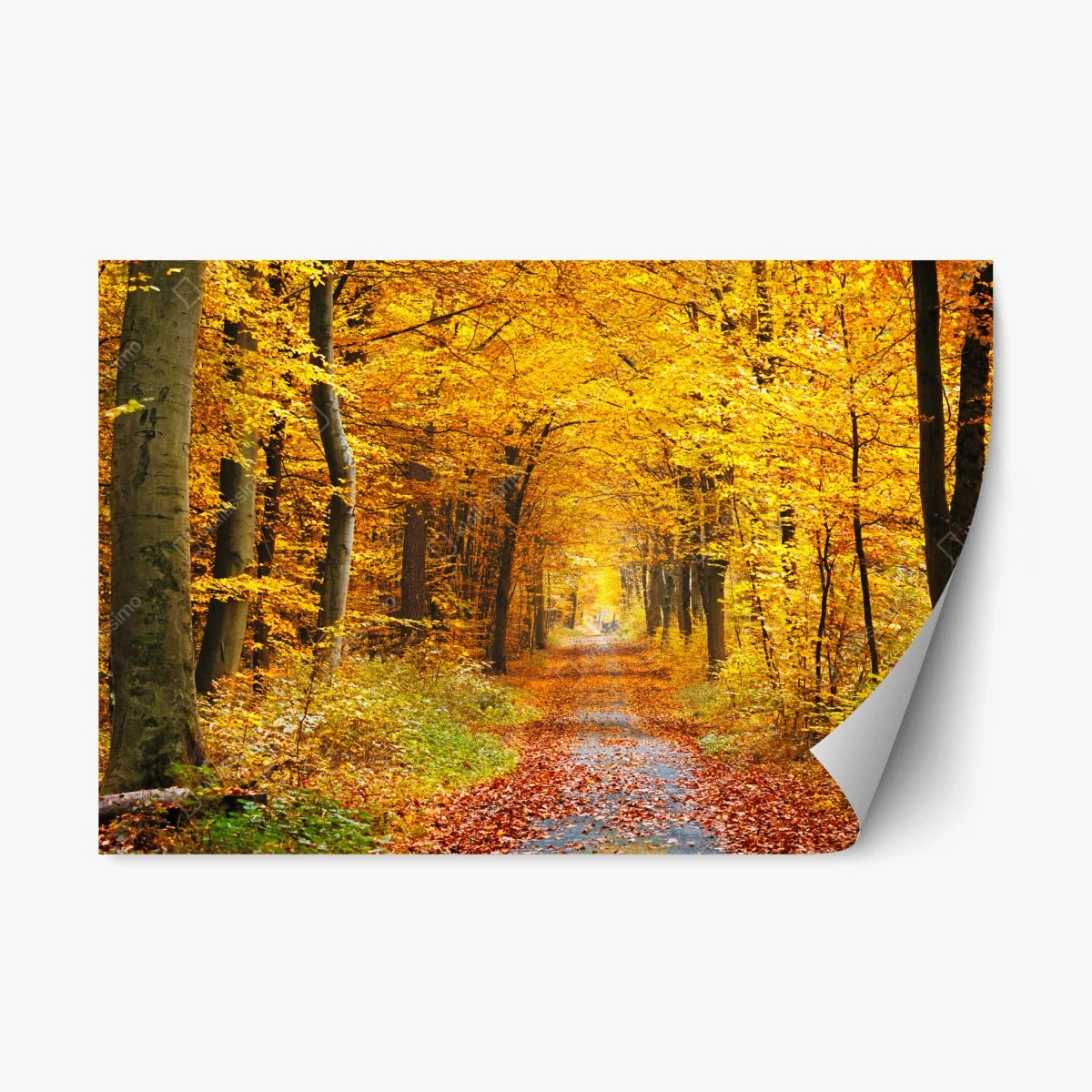 Sticker repositionnable chemin d'automne en forêt dorée – Wallnifity® Sticker repositionnable chemin d'automne en forêt dorée – Wallnifity®