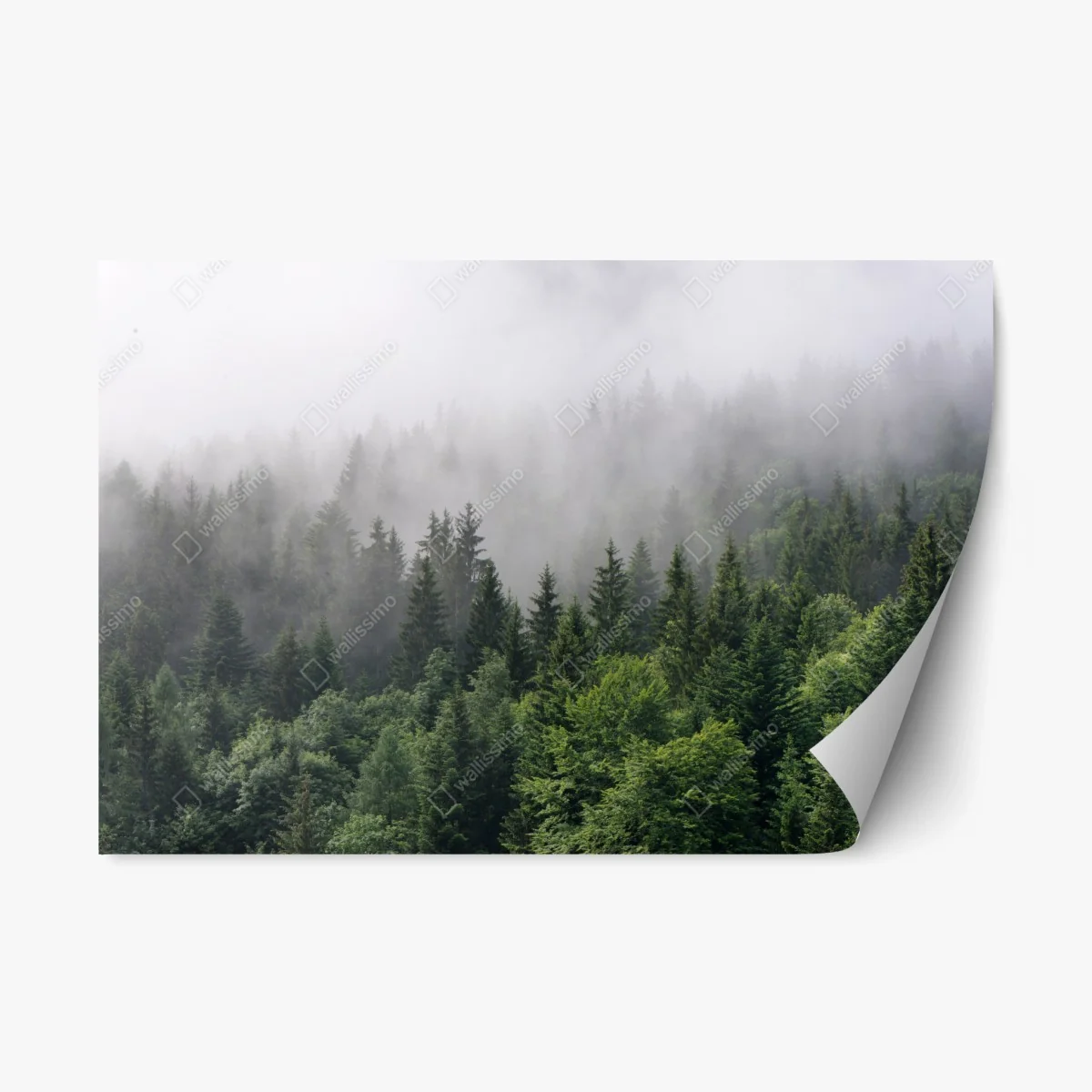 Sticker repositionnable brume mystérieuse sur la forêt de conifères – Wallnifity® Sticker repositionnable brume mystérieuse sur la forêt de conifères – Wallnifity®