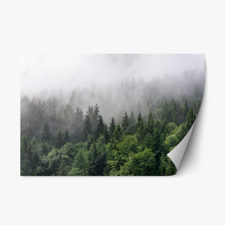 Sticker repositionnable brume mystérieuse sur la forêt de conifères – Wallnifity®