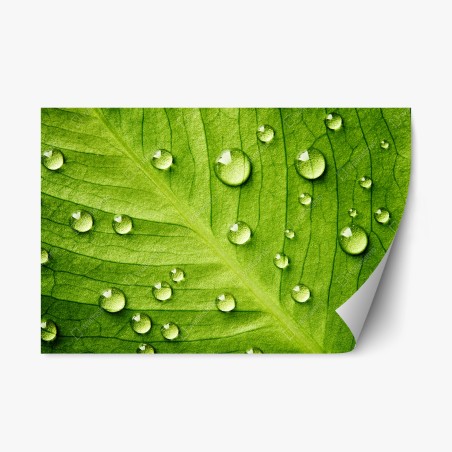 Sticker repositionnable gouttes sur feuille verte en gros plan – Wallnifity®