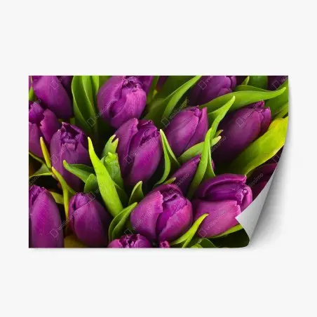 Sticker repositionnable bouquet de tulipes violettes en gros plan – Wallnifity®
