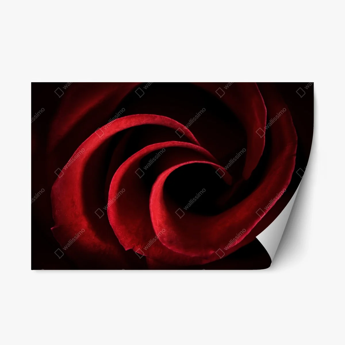 Sticker repositionnable spirale de pétales de rose rouge – Wallnifity® Sticker repositionnable spirale de pétales de rose rouge – Wallnifity®