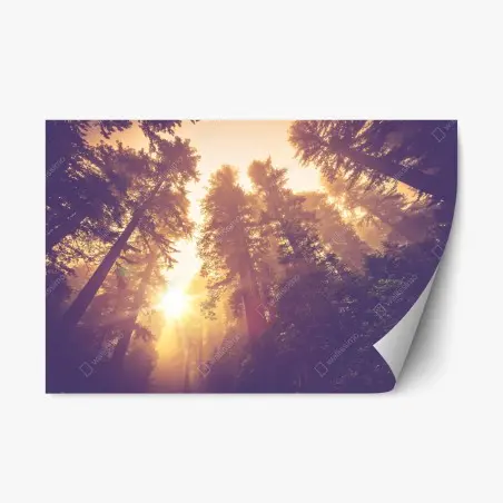 Sticker repositionnable forêt brumeuse aux rayons dorés – Wallnifity®