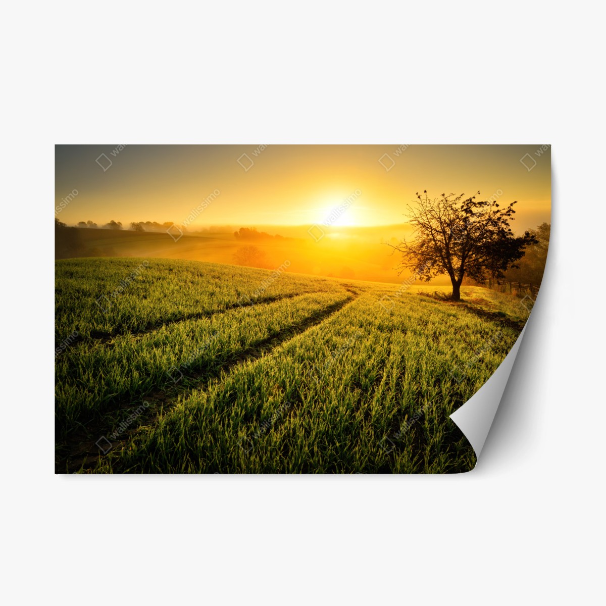 Sticker repositionnable aube dorée sur champs vallonnés – Wallnifity®