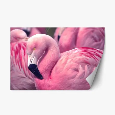 Sticker repositionnable élégant flamant rose au plumage vibrant – Wallnifity®