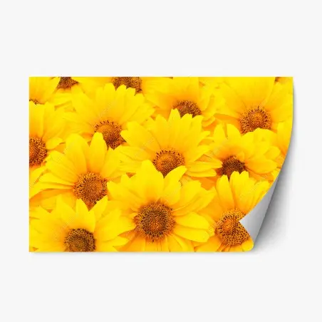 Sticker repositionnable éclat de tournesols jaunes – Wallnifity®