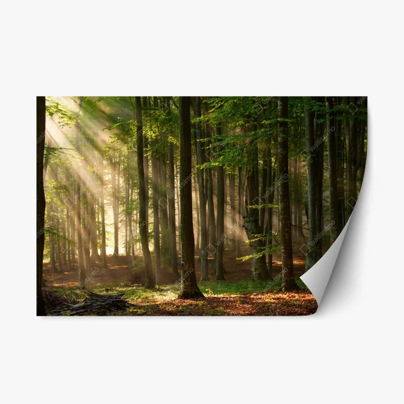 Nature – Wallnifity®