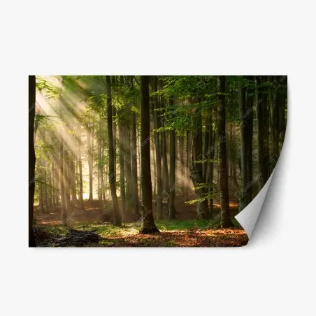 Sticker repositionnable forêt enchantée au lever du soleil – Wallnifity®