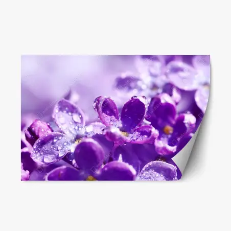 Sticker repositionnable lilas en rosée matinale – Wallnifity®