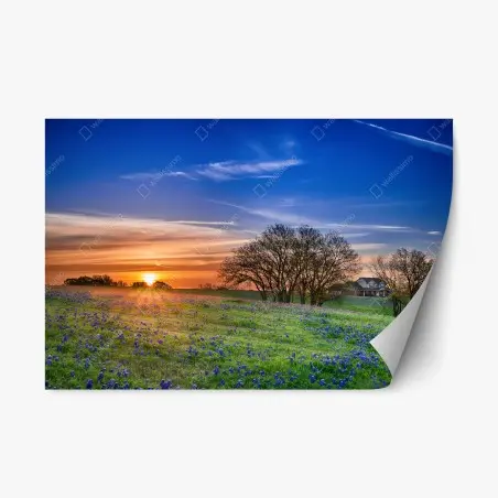 Sticker repositionnable champ de bluebonnets du Texas au lever du soleil – Wallnifity®