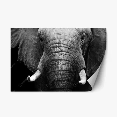 Sticker repositionnable portrait d'éléphant en noir et blanc – Wallnifity®