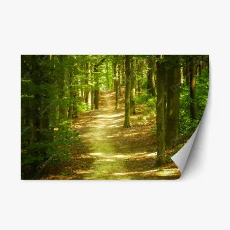 Sticker repositionnable sentier en forêt baigné de lumière – Wallnifity®