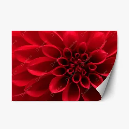 Sticker repositionnable élégance du dahlia rouge – Wallnifity®