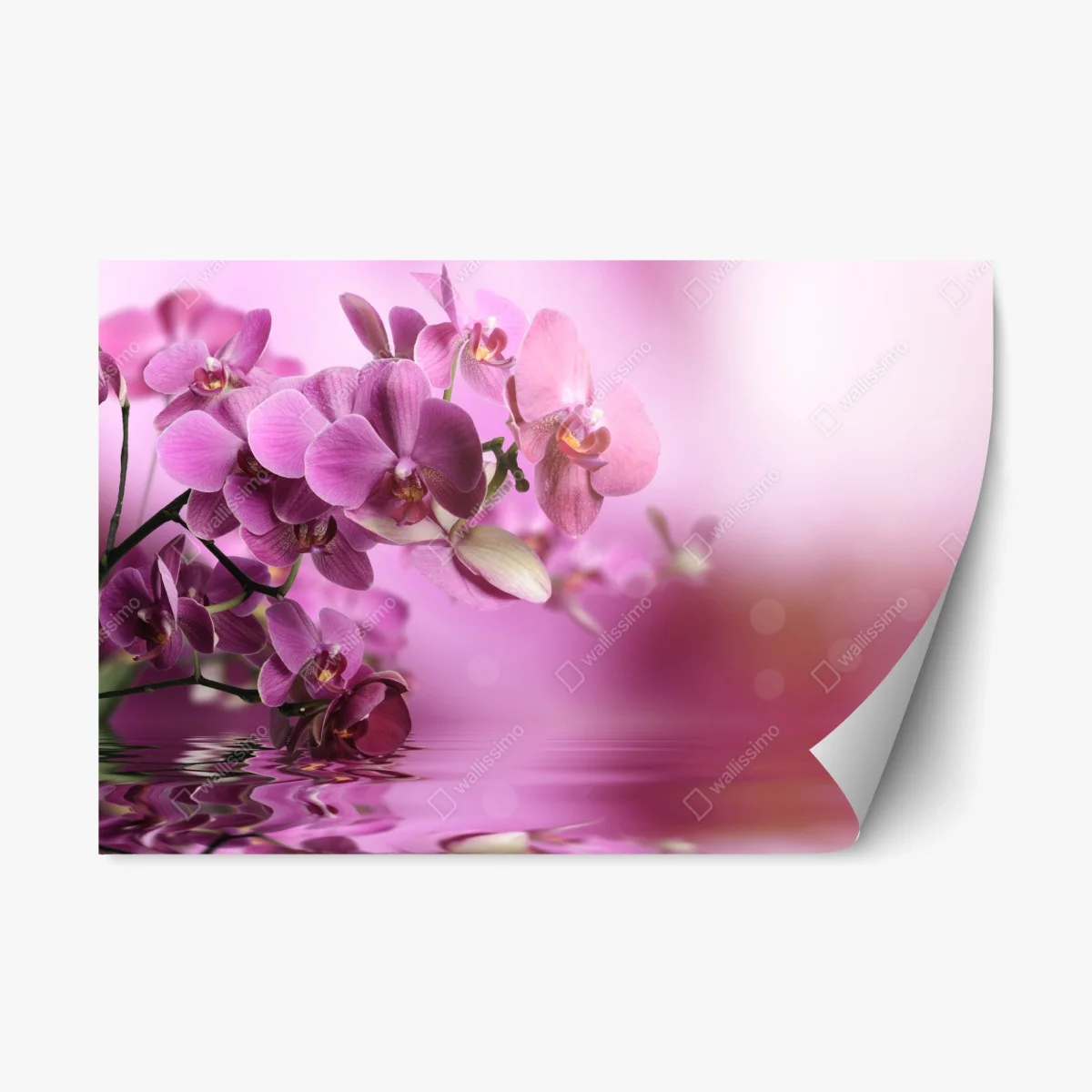 Sticker repositionnable orchidées roses en reflet apaisant – Wallnifity® Sticker repositionnable orchidées roses en reflet apaisant – Wallnifity®
