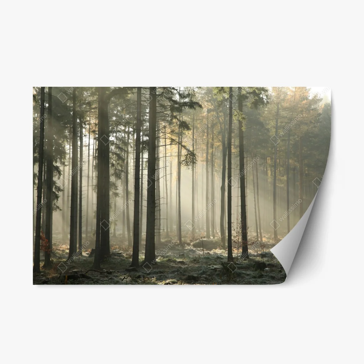 Sticker repositionnable forêt brumeuse et lumière matinale – Wallnifity® Sticker repositionnable forêt brumeuse et lumière matinale – Wallnifity®