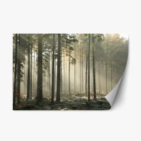 Sticker repositionnable forêt brumeuse et lumière matinale – Wallnifity®