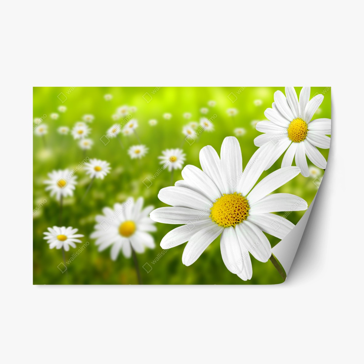 Sticker repositionnable champ de marguerites ensoleillé – Wallnifity®