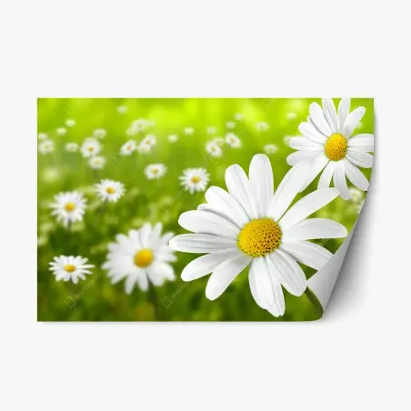Sticker repositionnable champ de marguerites ensoleillé – Wallnifity®