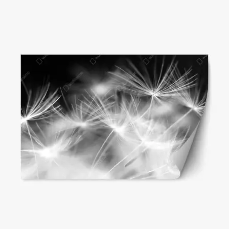 Sticker repositionnable souffle de pissenlit en gros plan – Wallnifity®