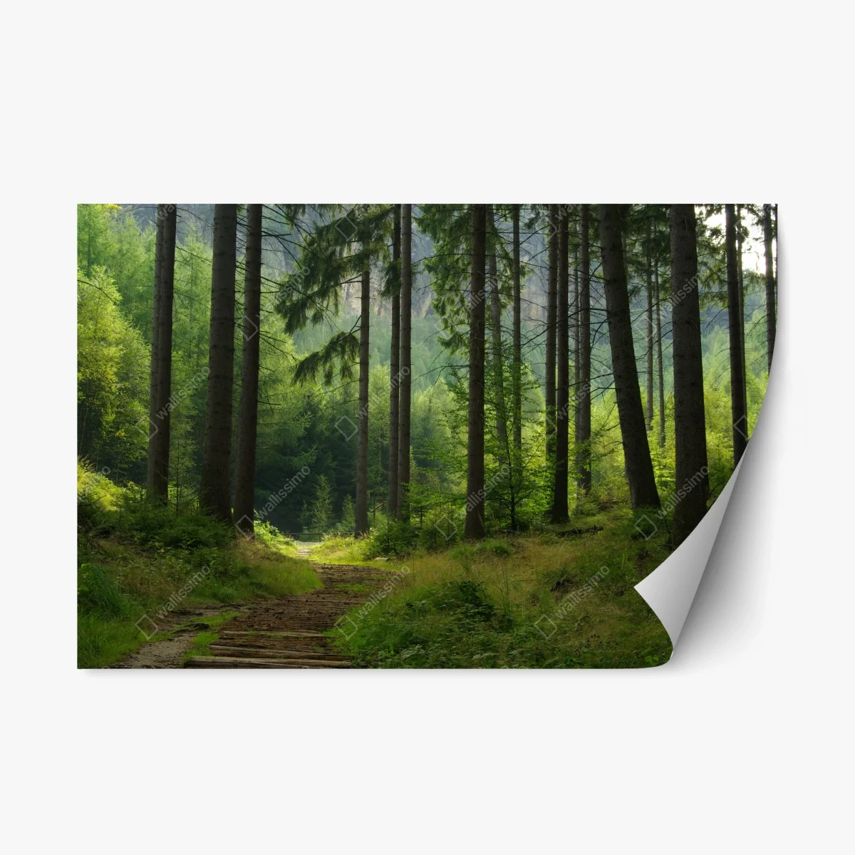 Sticker repositionnable sentier forestier au coeur des sapins – Wallnifity® Sticker repositionnable sentier forestier au coeur des sapins – Wallnifity®