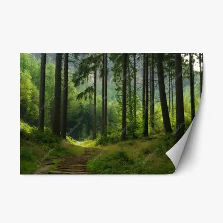 Sticker repositionnable sentier forestier au coeur des sapins – Wallnifity®