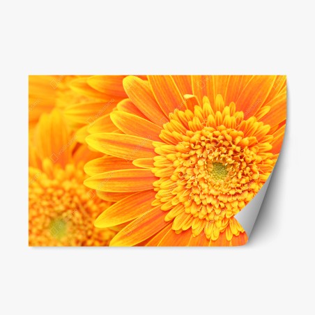 Sticker repositionnable gros plan gérbera orange éclatant – Wallnifity®