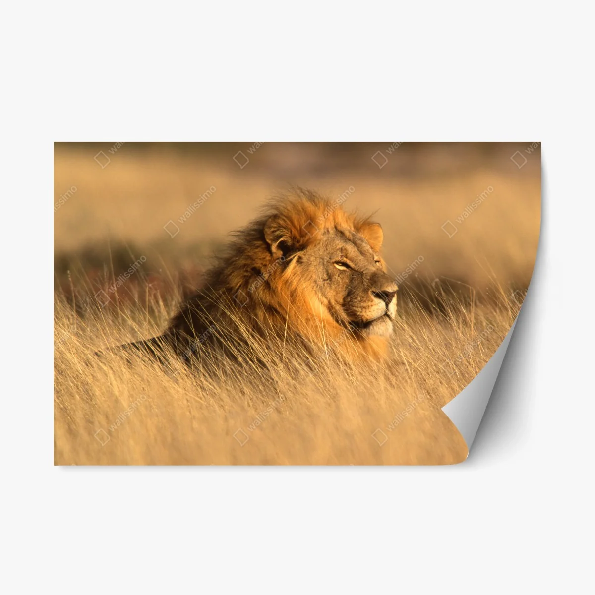 Sticker repositionnable regard du roi de la savane – Wallnifity® Sticker repositionnable regard du roi de la savane – Wallnifity®