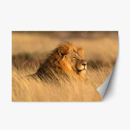 Sticker repositionnable regard du roi de la savane – Wallnifity®