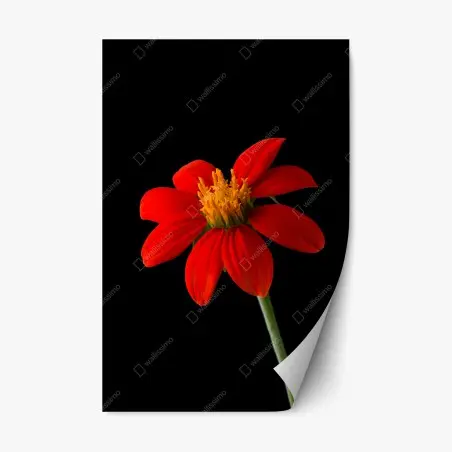 Sticker repositionnable éclat rouge : fleur tropicale sur fond noir – Wallnifity®