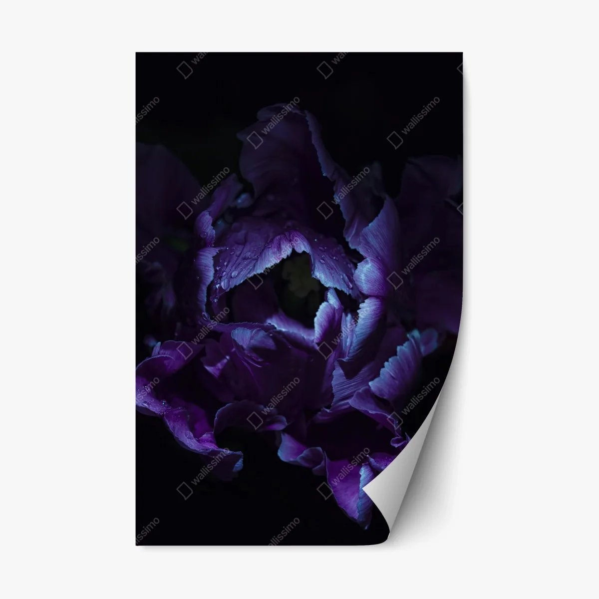 Sticker repositionnable élégance violette : tulipe sous lumière ultraviolette – Wallnifity® Sticker repositionnable élégance violette : tulipe sous lumière ultraviolette – Wallnifity®