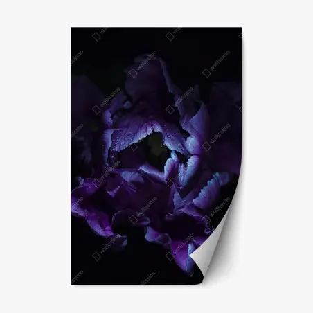 Sticker repositionnable élégance violette : tulipe sous lumière ultraviolette – Wallnifity®