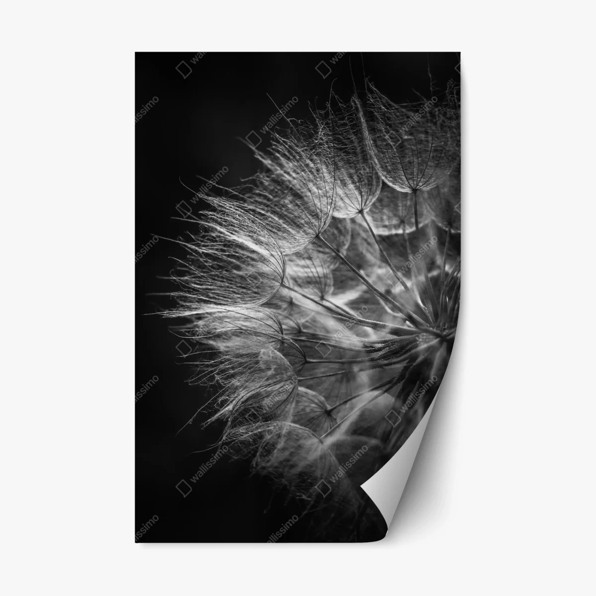 Sticker repositionnable souffle de pissenlit en noir et blanc – Wallnifity® Sticker repositionnable souffle de pissenlit en noir et blanc – Wallnifity®