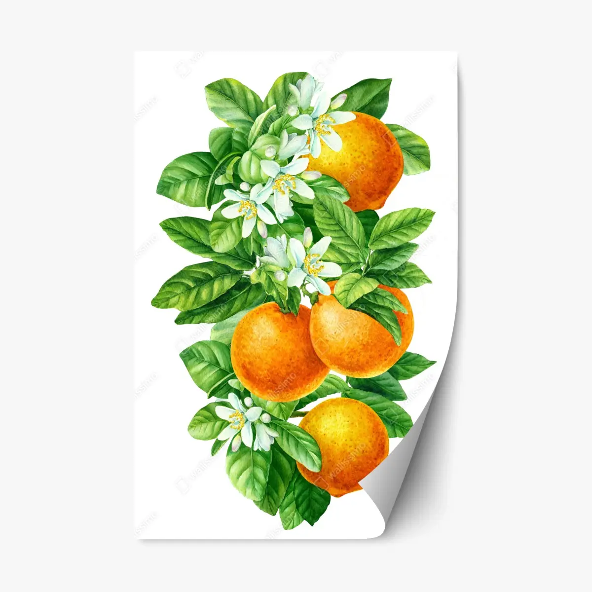 Sticker repositionnable branches d'oranger en aquarelle – Wallnifity®