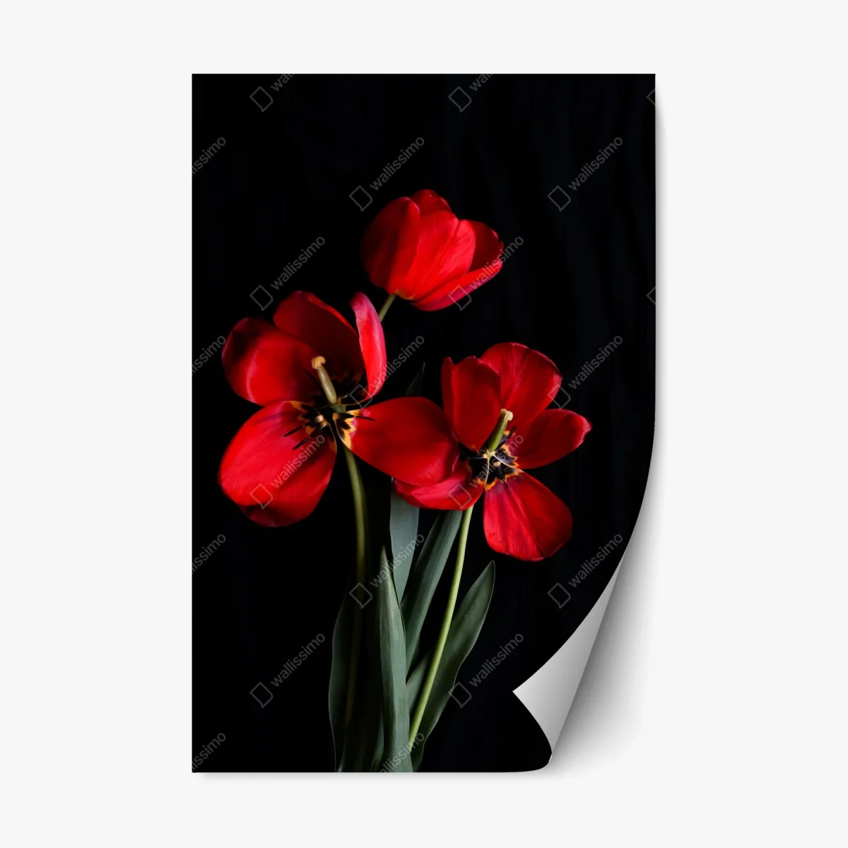 Sticker repositionnable bouquet de tulipes rouges sur fond noir – Wallnifity® Sticker repositionnable bouquet de tulipes rouges sur fond noir – Wallnifity®