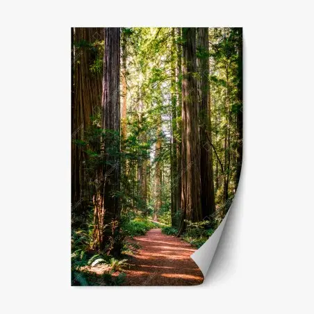 Sticker repositionnable sentier serein parmi les séquoias géants – Wallnifity®