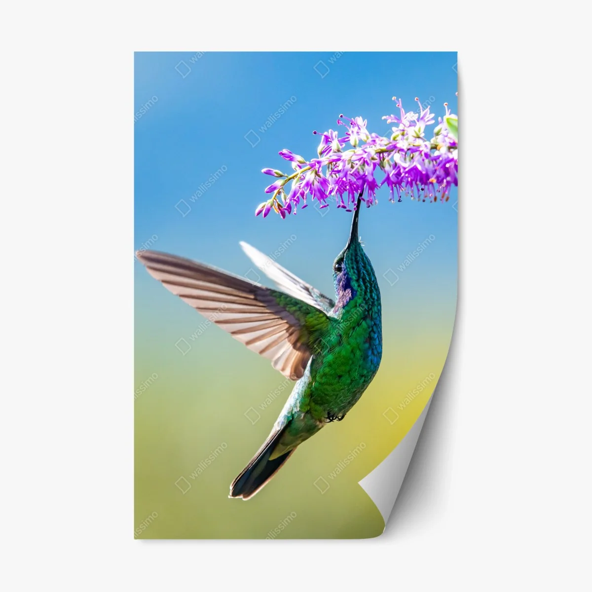 Sticker repositionnable colibri émeraude en vol près d'une fleur violette – Wallnifity® Sticker repositionnable colibri émeraude en vol près d'une fleur violette – Wallnifity®