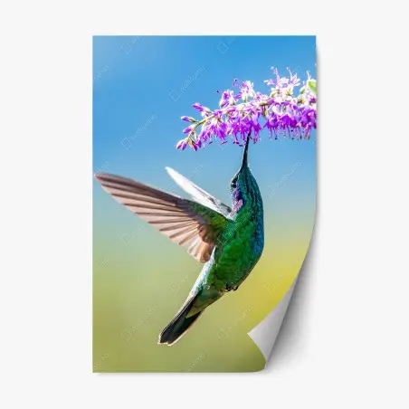 Sticker repositionnable colibri émeraude en vol près d'une fleur violette – Wallnifity®