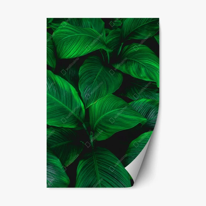 Nature – Wallnifity®