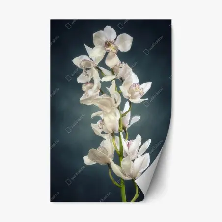 Sticker repositionnable orchidée blanche élégante sur fond sombre – Wallnifity®