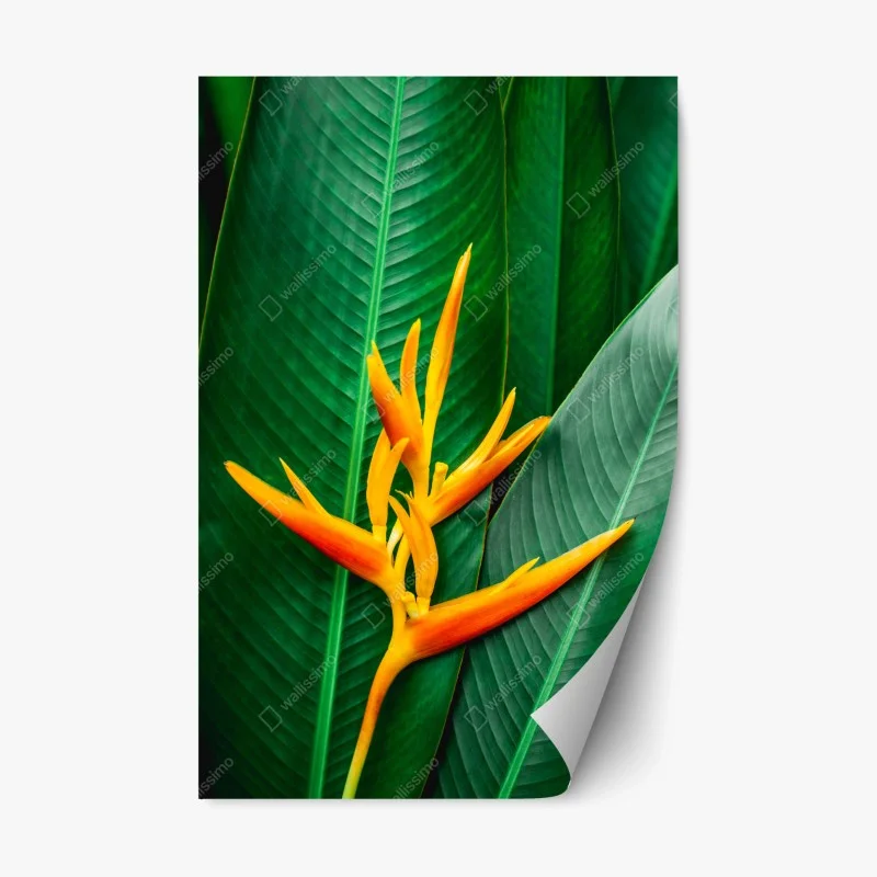 Animaux – Wallnifity®