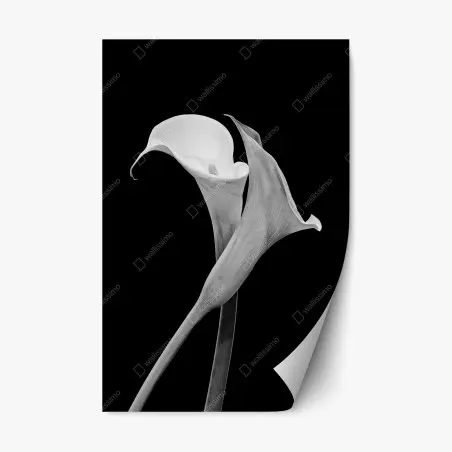 Sticker repositionnable duo d'arums en noir et blanc – Wallnifity®