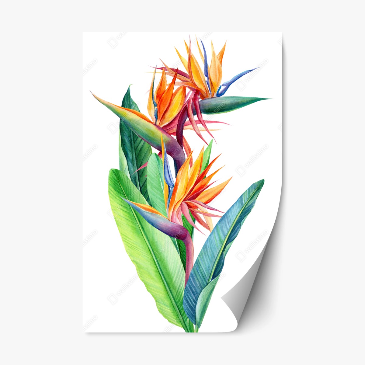 Sticker repositionnable illustration botanique d'oiseau-de-paradis aux couleurs vives – Wallnifity®