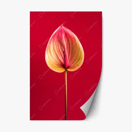 Sticker repositionnable anthurium en gros plan sur fond rouge – Wallnifity®