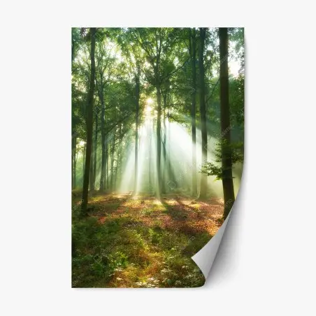 Sticker repositionnable lumière matinale dans la forêt – Wallnifity®