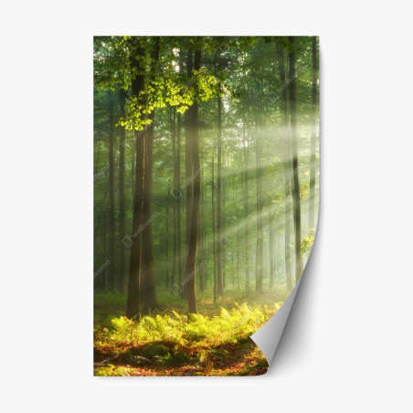 Sticker repositionnable matin d'automne en forêt ancienne – Wallnifity®