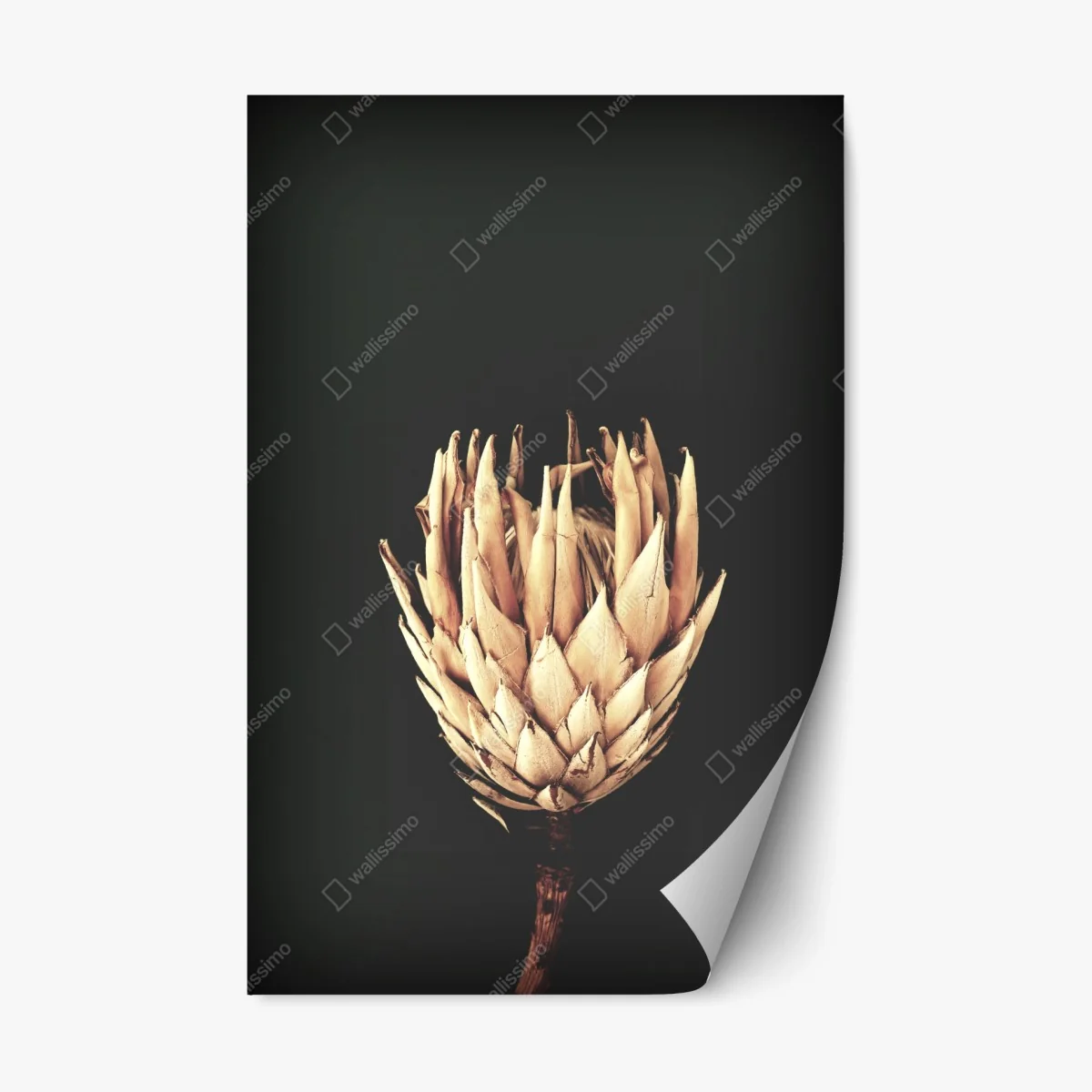 Sticker repositionnable fleur séchée minimaliste sur fond sombre – Wallnifity® Sticker repositionnable fleur séchée minimaliste sur fond sombre – Wallnifity®