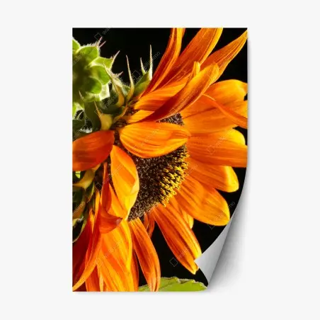 Sticker repositionnable gros plan de tournesol orange – Wallnifity®